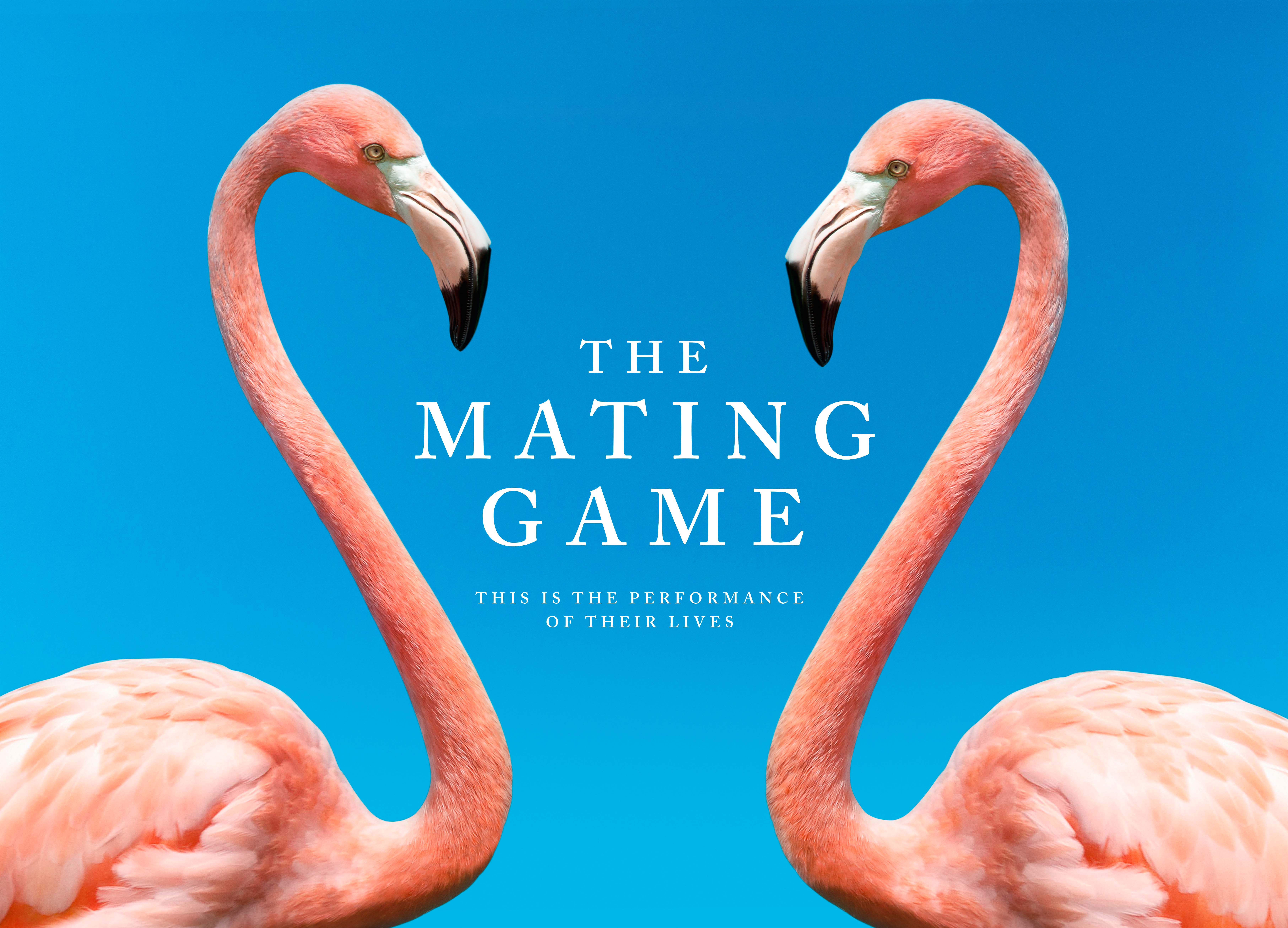 The mating game key art with two flamingos facing each other