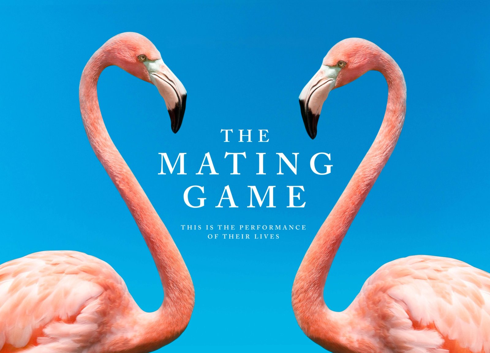 The mating game key art with two flamingos facing each other