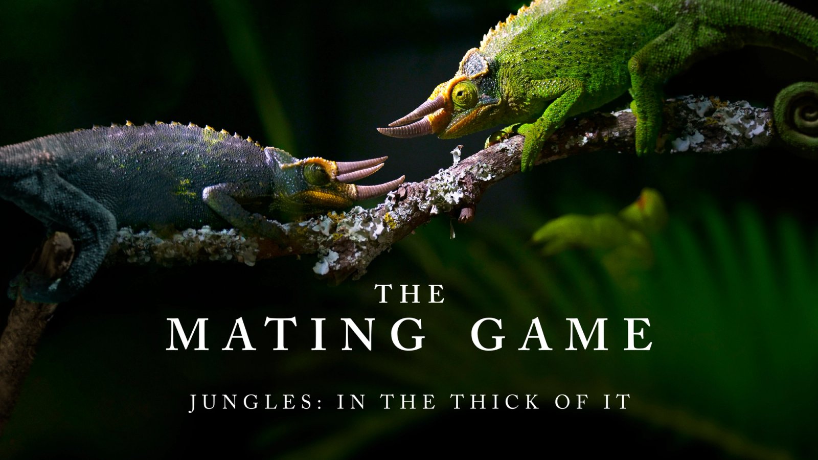 The Mating Game