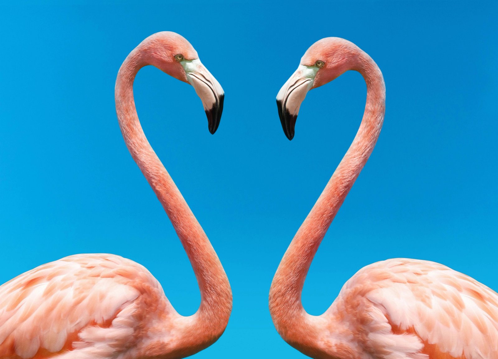 The Mating Game