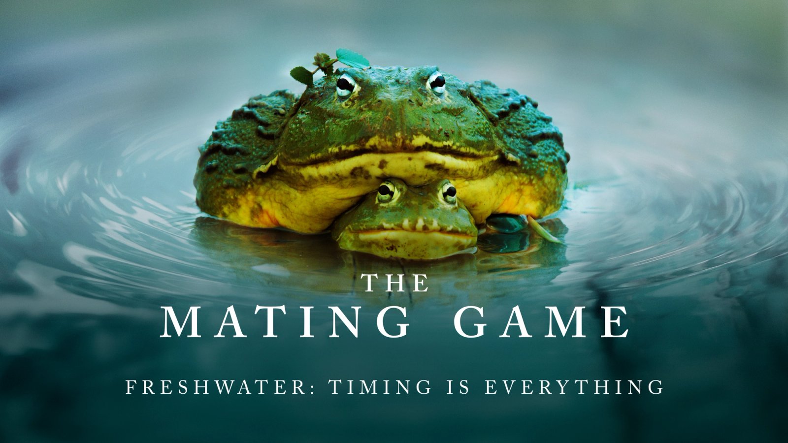 The Mating Game