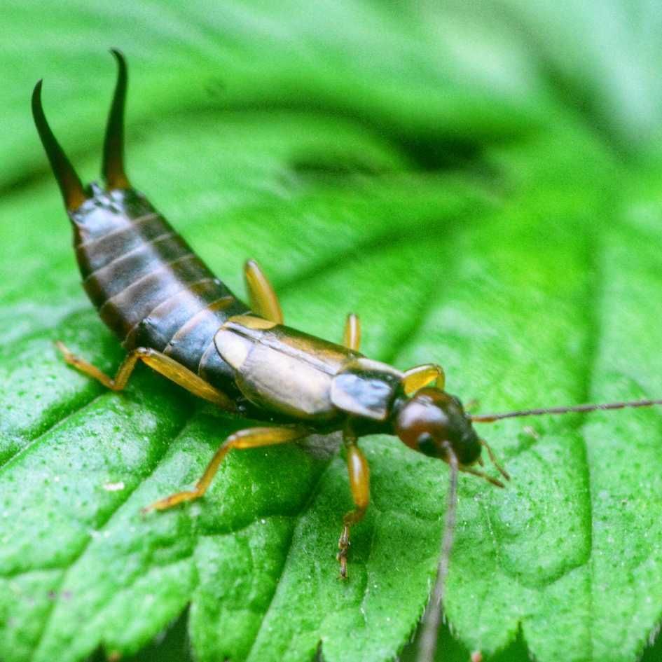 earwig