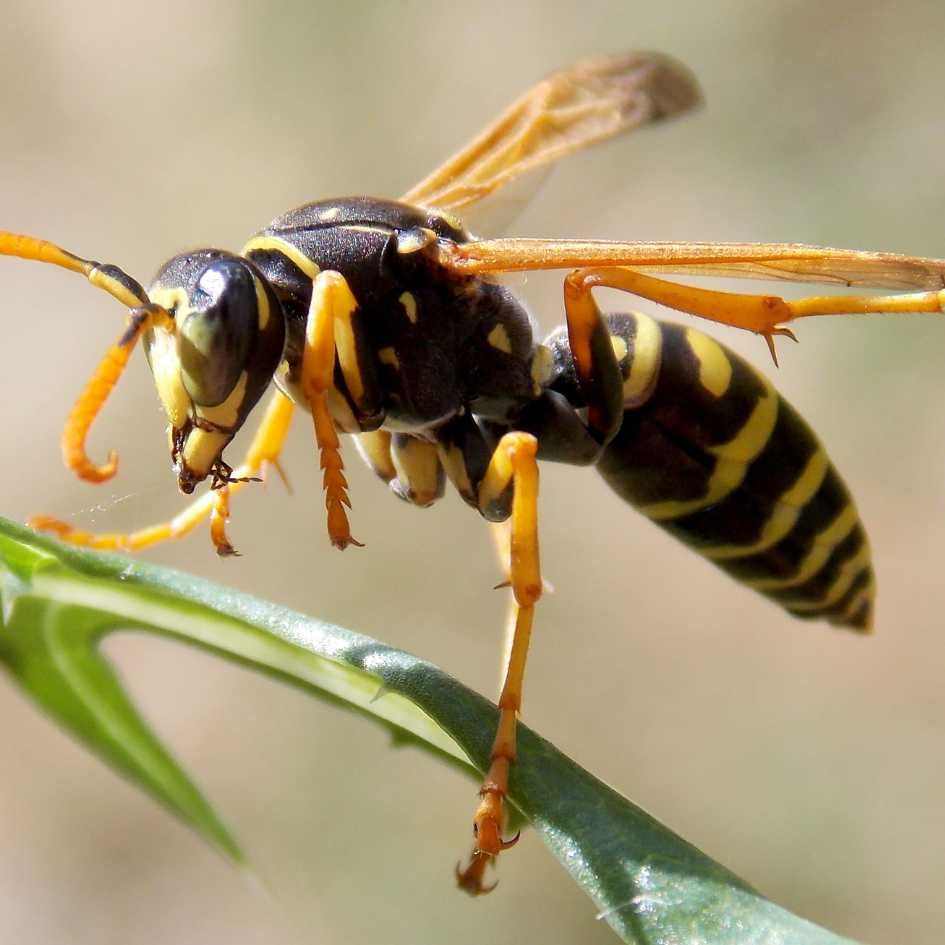 wasp on a leaf