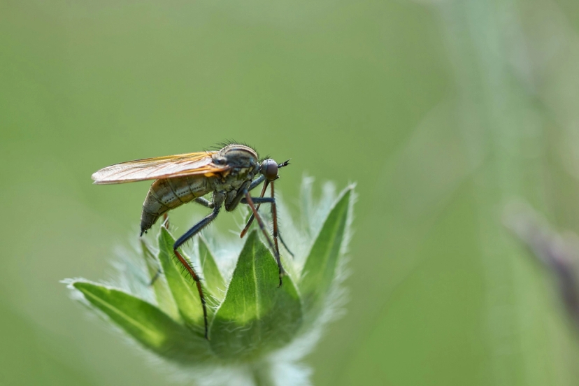 Bug Sprays and Skin Safety: A Dermatologist’s Perspective
