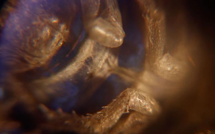 Macro shot of a hairy brown insect or arachnid exoskeleton with blue and purple reflections.
