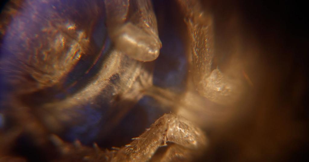 Macro shot of a hairy brown insect or arachnid exoskeleton with blue and purple reflections.