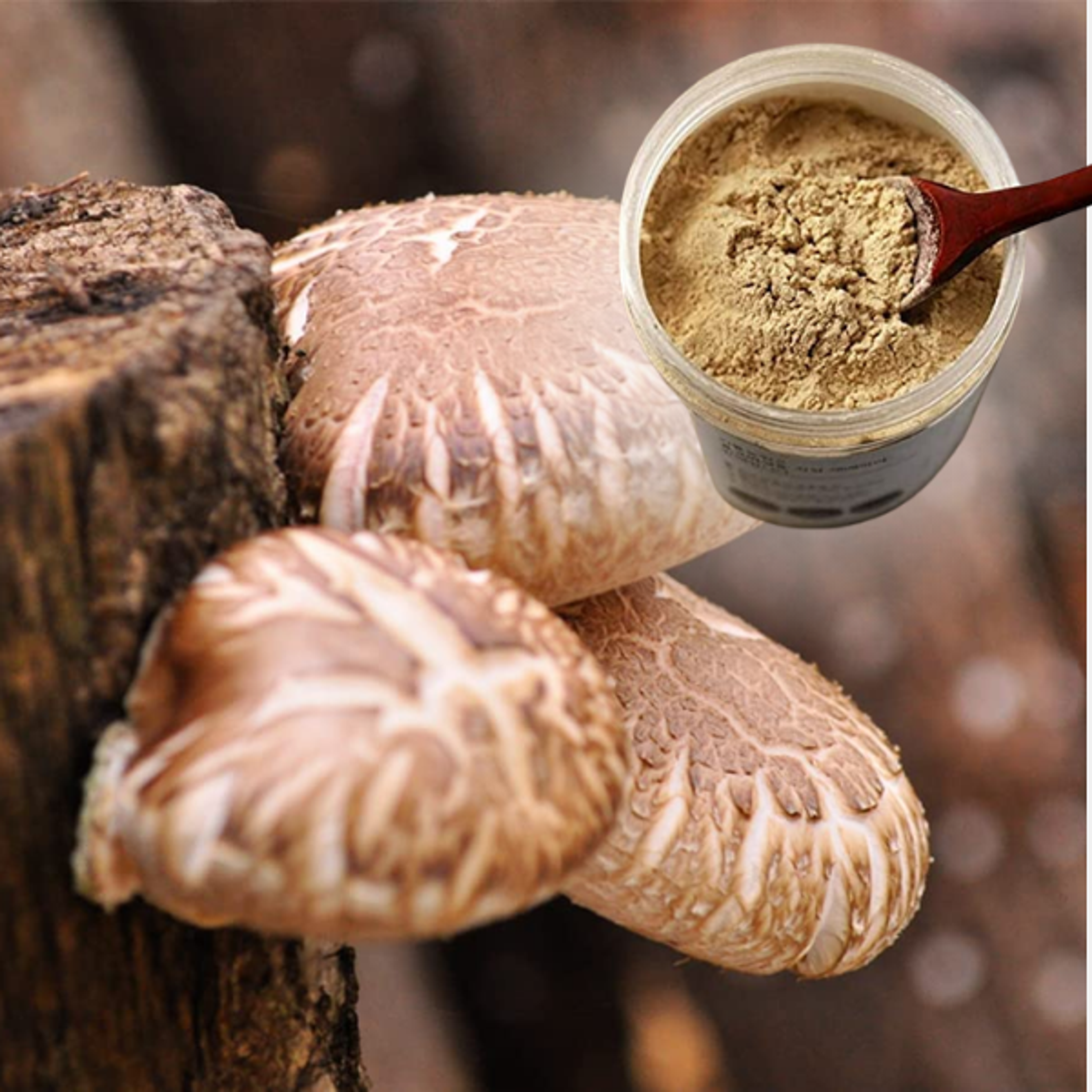 Vorderansicht der DAY.N BIO Shiitake Pilze Pulver 130g Verpackung – zeigt das natürliche und hochwertige Design.