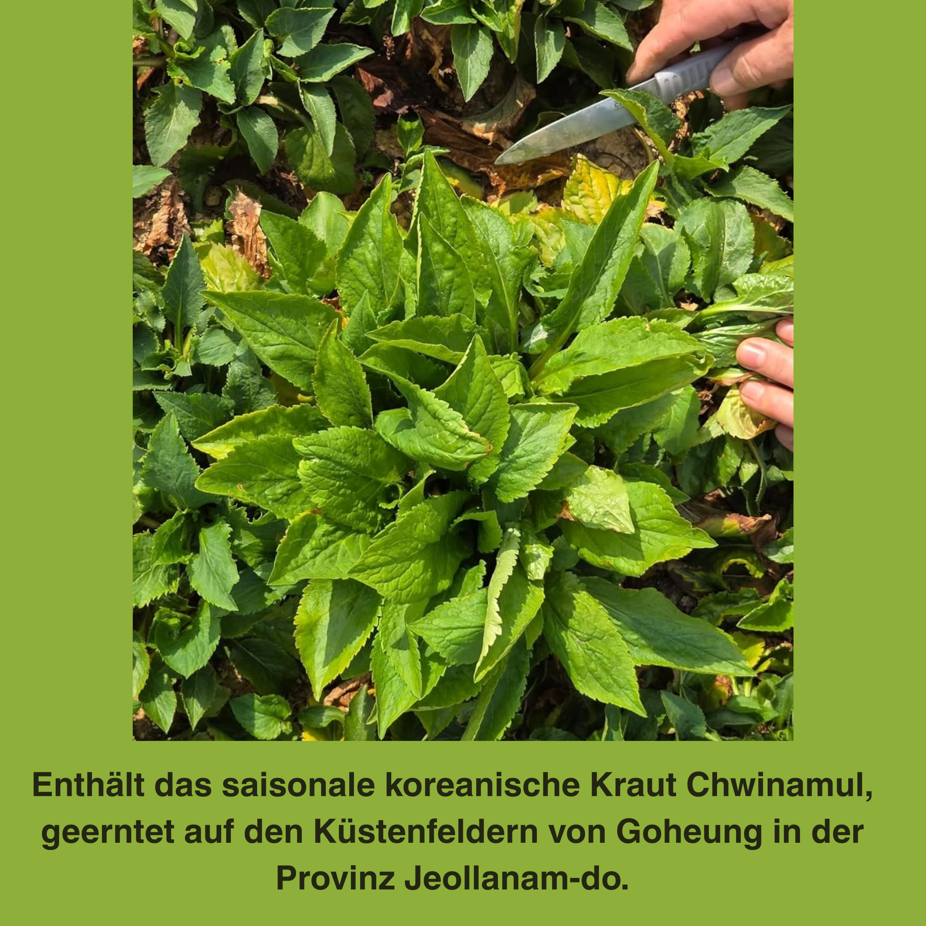 DAMWOO Namul Japchae Kit 67g – Korean Glass Noodle Set