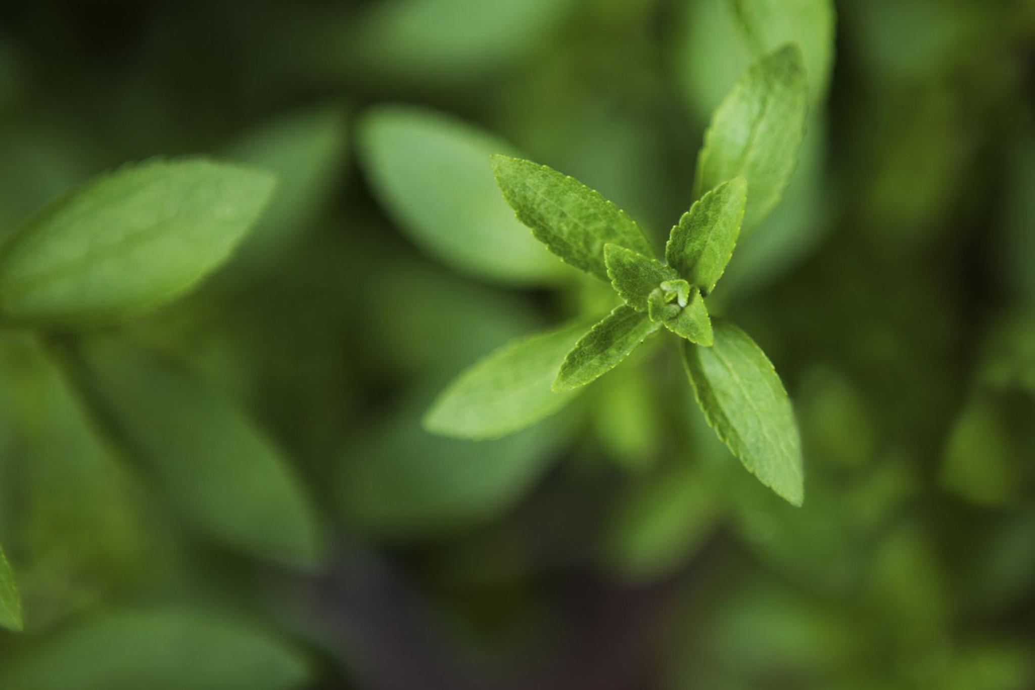 Stevia Not Just Sweet, but Smart AG1