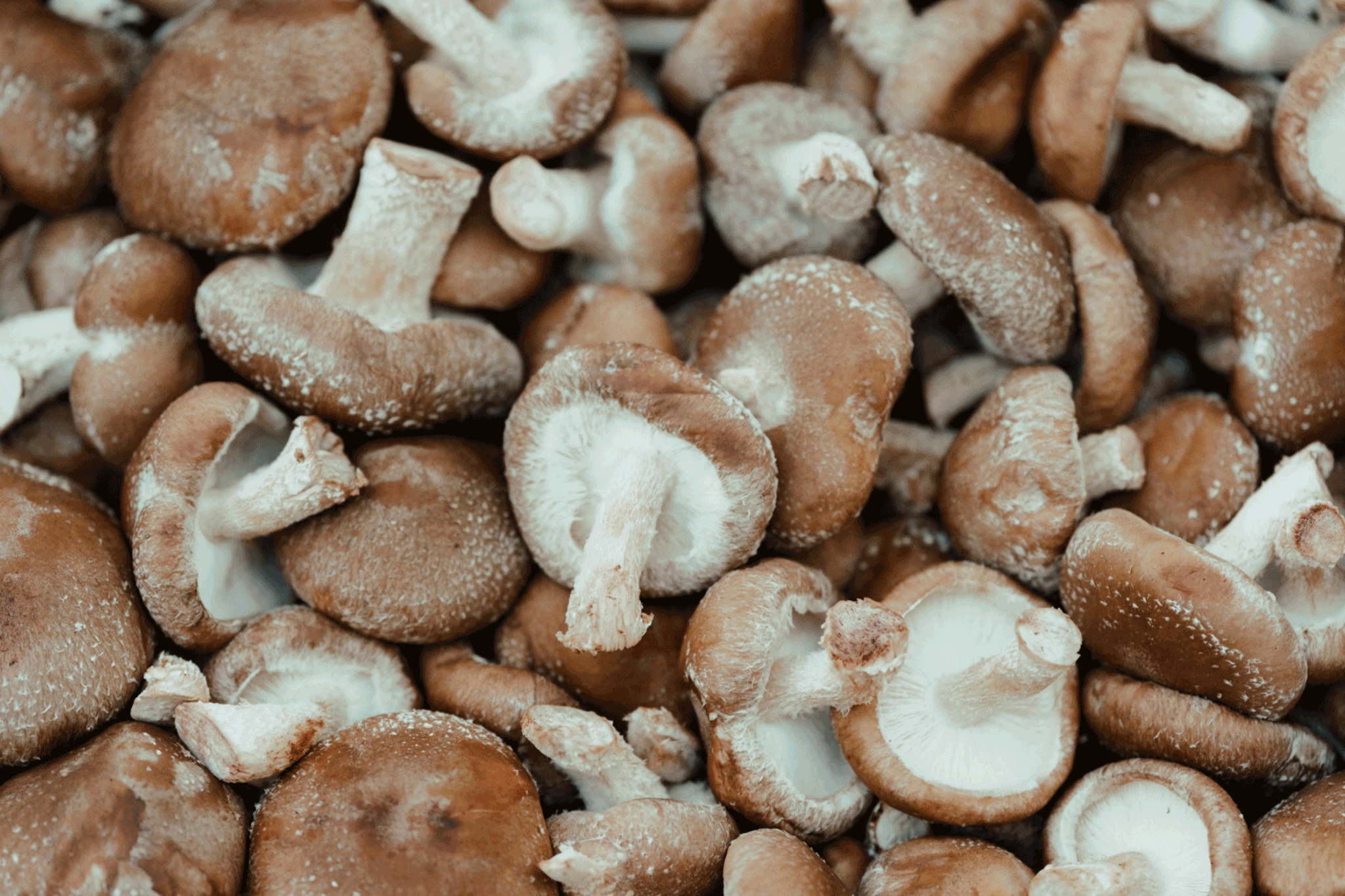 Pantothenic Acid The Energy Boost You Need? AG1