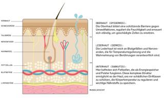 So ist die menschliche Haut aufgebaut