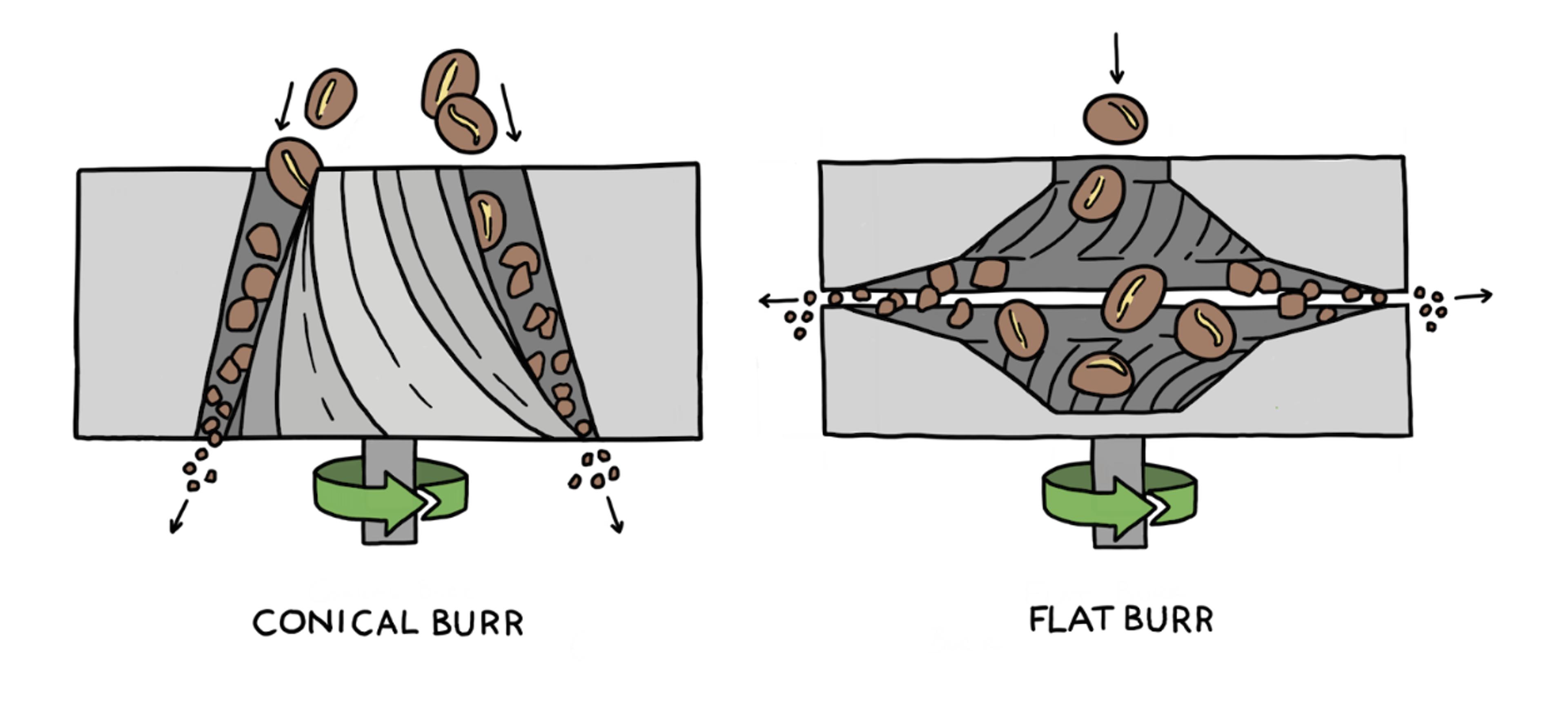 Flat burr and conical burr structure