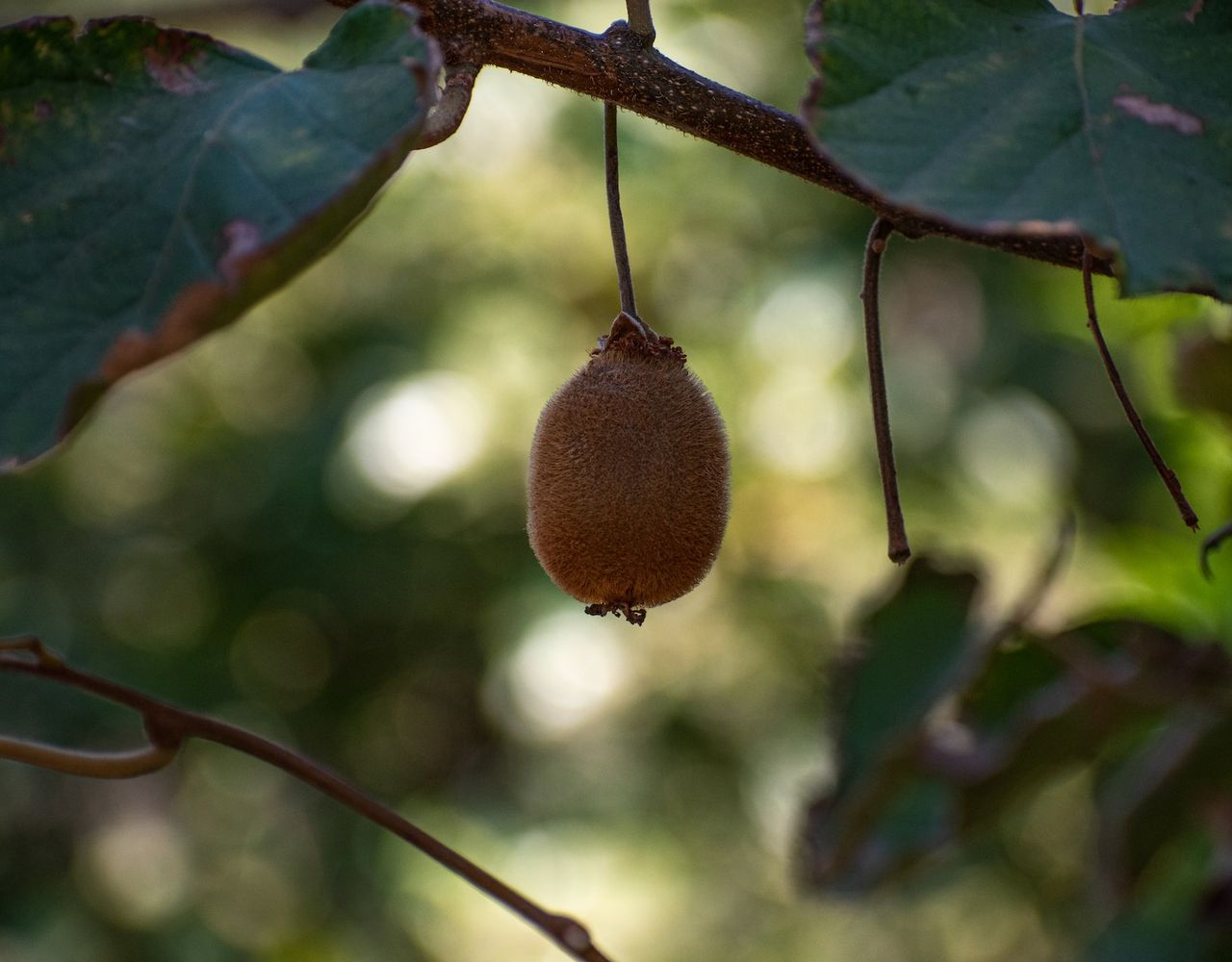 Kiwi