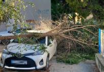 FOTO Na Plokitama grana pala na automobil: Stanari kažu da nije prvi put