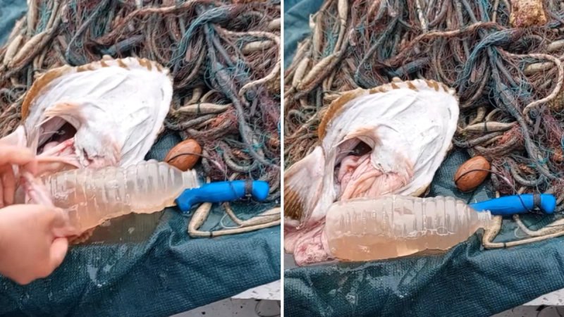 VIDEO Grdobina koju je ulovio ribar iz Stona živjela je u agoniji