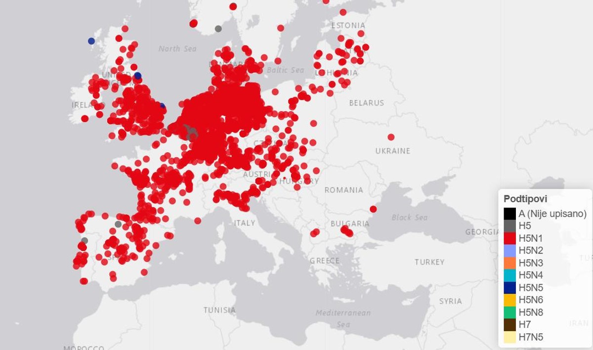 ZABRINJAVAJUĆE! U Hrvatskoj raste broj životinja uginulih zbog ptičje gripe, najviše labudova