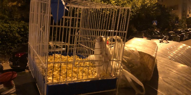 UŽAS Netko je kućnog ljubimca ostavio na kontejneru usred Splita