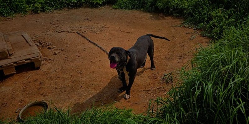 FOTO/VIDEO Prijatelji životinja tvrde: 'Sve ukazuje na uzgoj pasa za borbe u Stobreču'