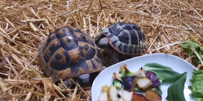 Nemojte dirati ove životinjske vrste