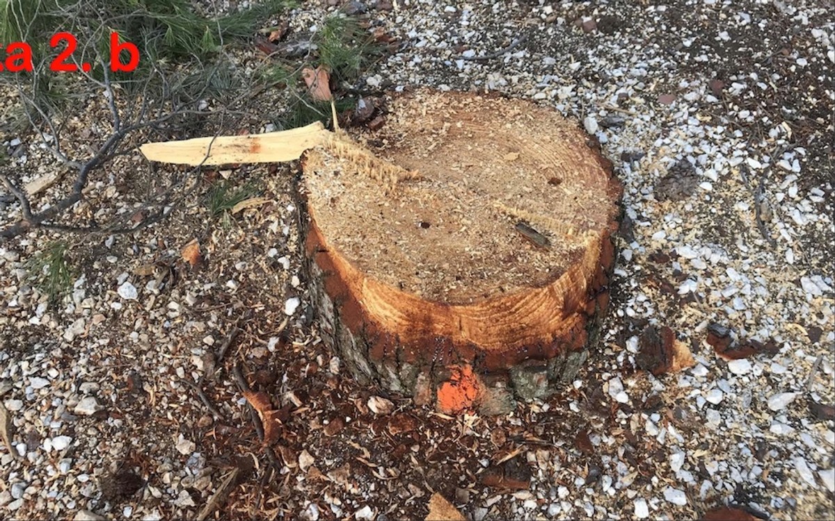 DR. SMODLAKA: Na Marjanu se nije ništa promijenilo samo se sada zatiranje zdravih borova odvija na puno podmukliji način