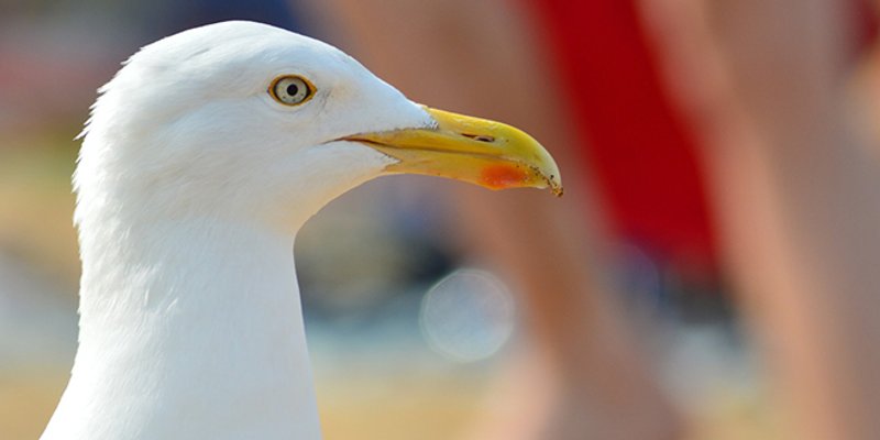 Ležaljke, suncobrani i ograde, hoće li nas na plažama uskoro čekati duge cijevi?