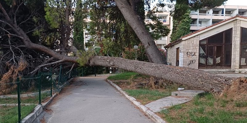 ZAMALO TRAGEDIJA Na Duilovu pao golemi bor