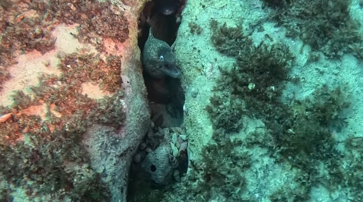 CLIMAREST Umjetni greben stvorio 'zajedničko kućanstvo': Pogledajte suživot murine i ugora