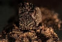 RECEPT Brze i lagane domaće ferrero kuglice