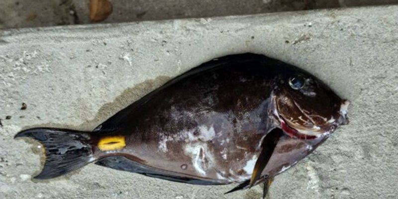 ACANTHURUS MONROVIAE: U našem moru pliva riba koja u njemu nikada prije nije primijećena. Nemojte je jesti