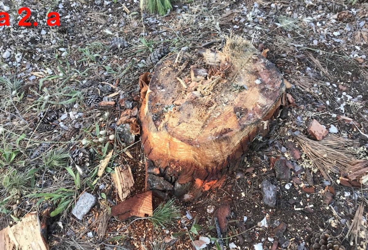 DR. SMODLAKA: Na Marjanu se nije ništa promijenilo samo se sada zatiranje zdravih borova odvija na puno podmukliji način