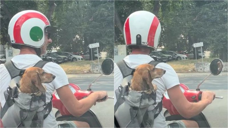 VIDEO Pas motorist osvojio Split: Uživao u vožnji kao pravi suvozač