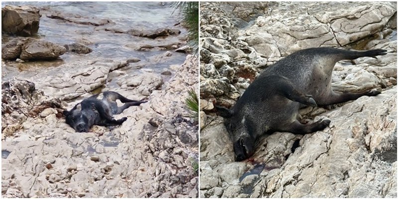 UZNEMIRUJUĆI VIDEO More izbacilo lešinu divlje svinje pred kuću: 'Nepodnošljiv smrad'