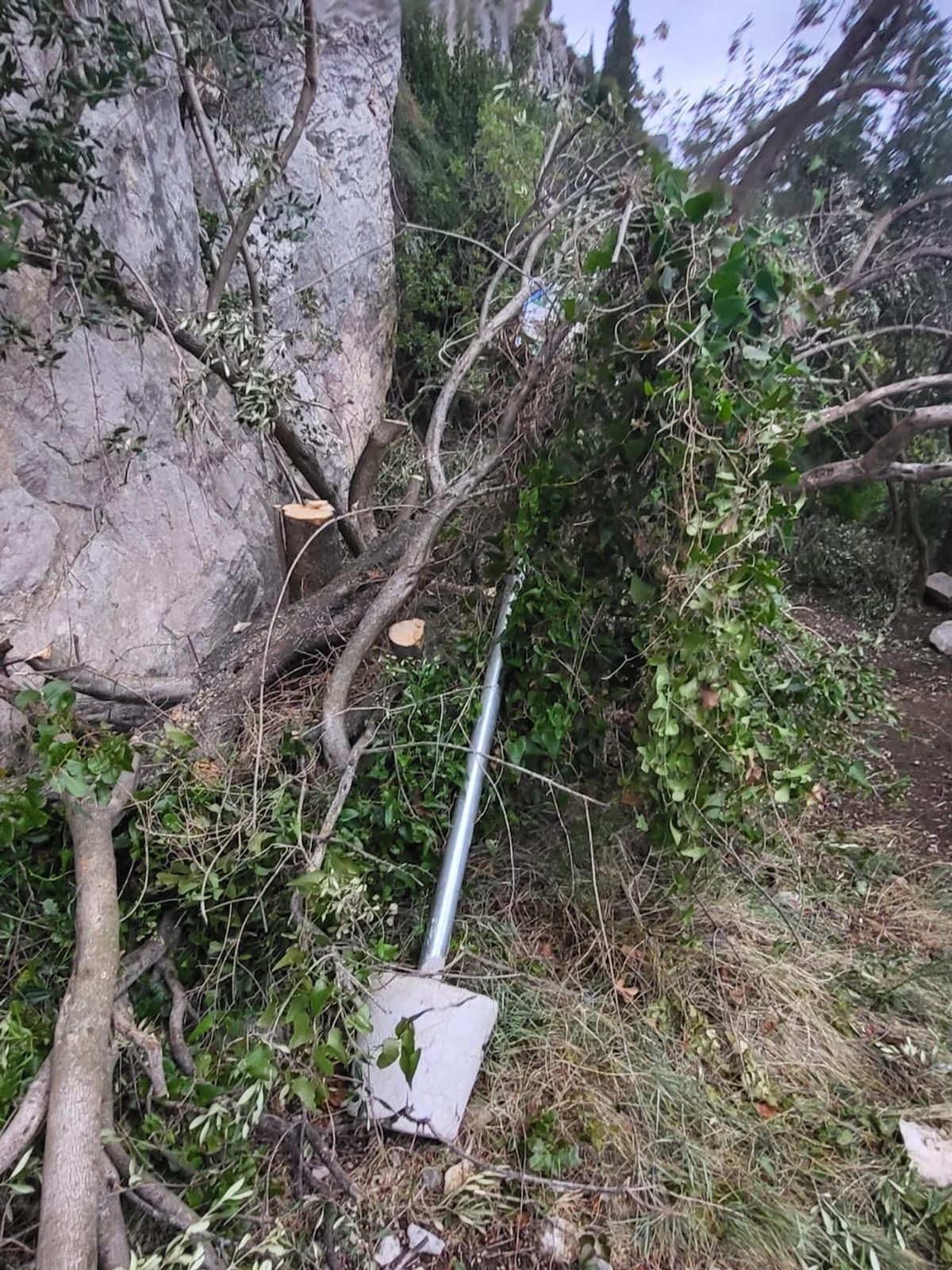 REAGIRALA PARK ŠUMA Čovjek pokupio svoje masline na Marjanu, iza sebe ostavio slomljene grane 