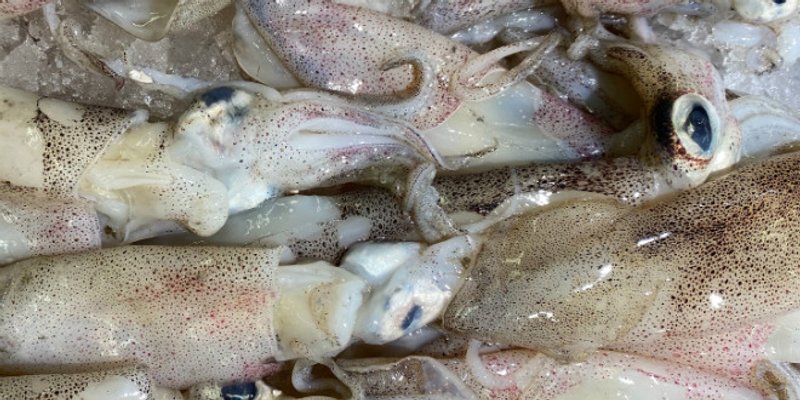 TALIJANSKI RECEPT Punjene lignje koje su oduševile i Jamieja Olivera