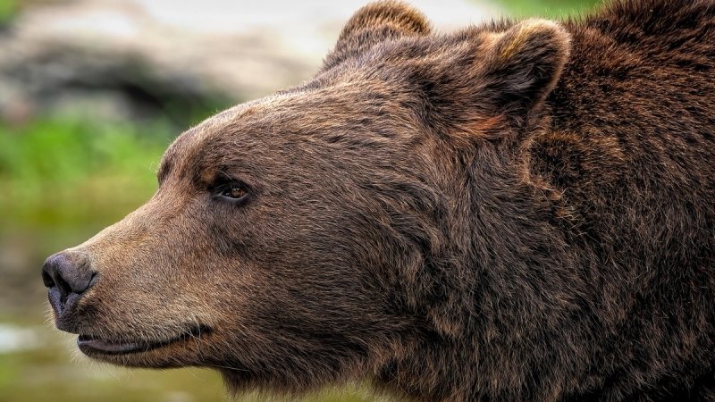 Američke vojnike tijekom vježbe na Aljasci napao smeđi medvjed