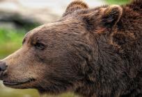 Američke vojnike tijekom vježbe na Aljasci napao smeđi medvjed