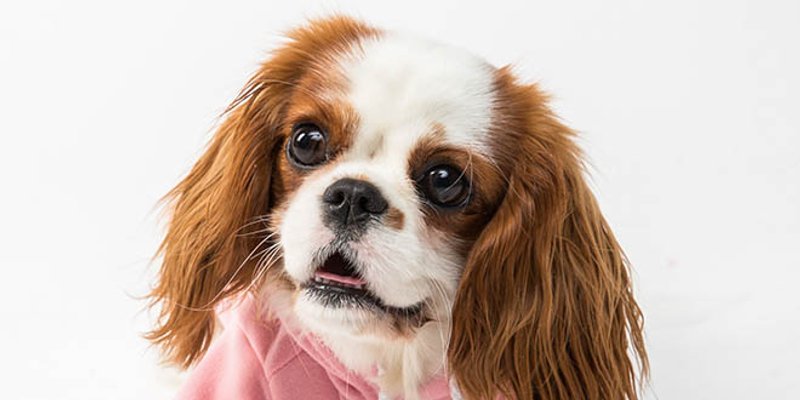 Ove pasmine pasa odlično se slažu s mačkama