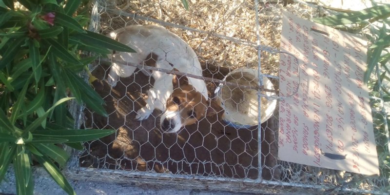 BUDITE DOBRI S NJOM Kujica ostavljena na Žnjanu uz tužnu poruku