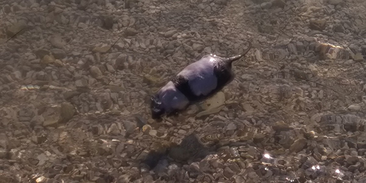 VIDEO: Osam crknutih pantagana doplutalo je do plićaka na Kašteletu