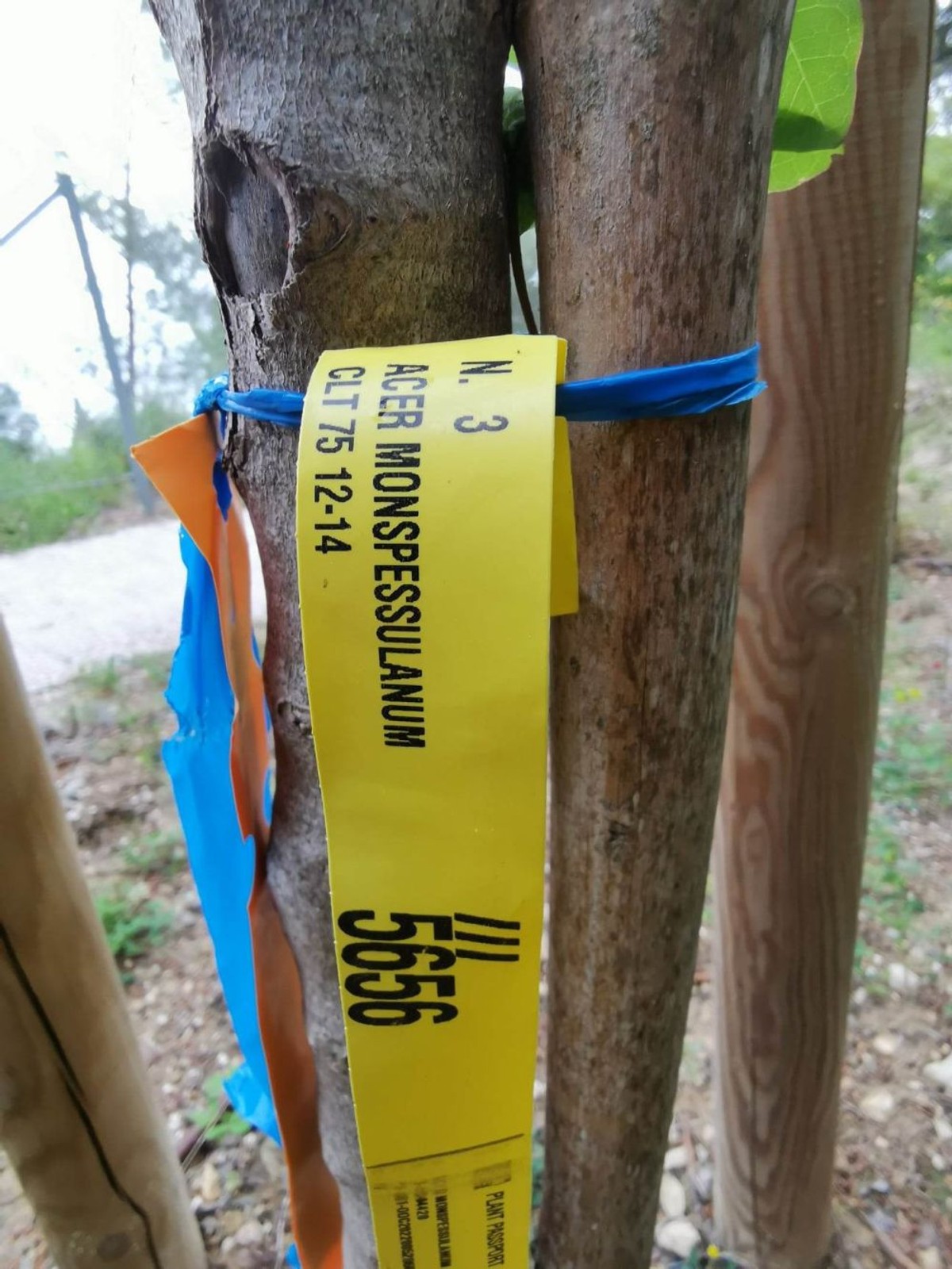 Uređenje Botaničkog vrta