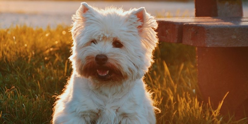 Koliko često treba hraniti pse?