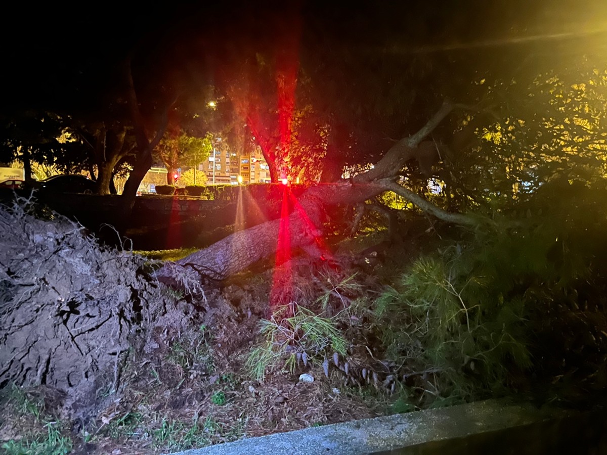 FOTO Veliko stablo palo u blizini dječjeg vrtića!