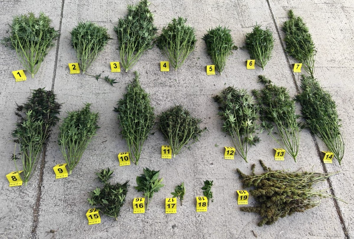 Sedmero uhićenih zbog droge na području Splita, Solina i Hvara