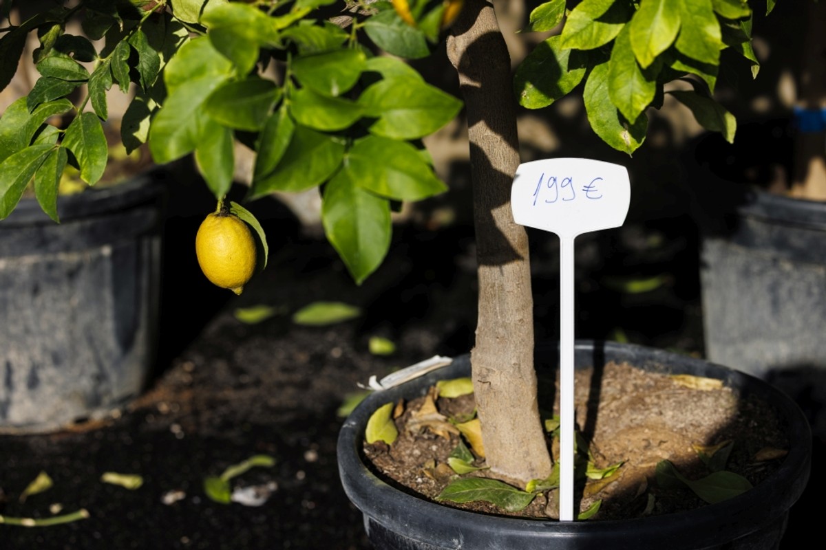Božićna groznica trese Dalmaciju: U kaštelanskom outletu krenuo Black Friday! Božićni asortiman na 50% popusta, a na rasprodaji su stabla maslina i limuna