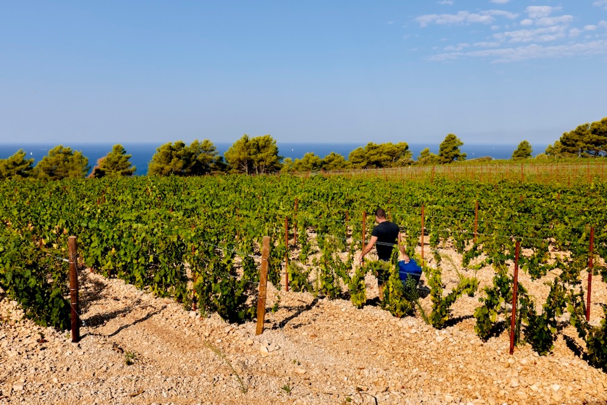 FOTO Vinarija Markus odradila je prvu berbu na Šolti: Kadrovi su impresivni