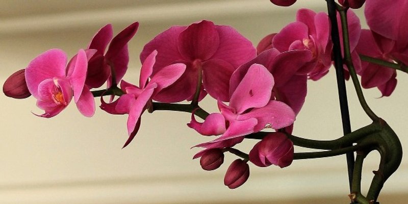 Trikovi za uzgoj orhideja