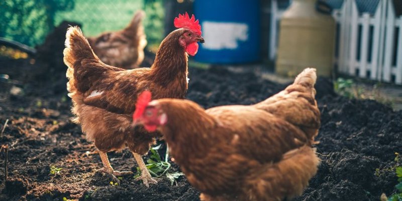 PTIČJA GRIPA Virus H5N8 prešao na čovjeka, bit će opasno ako se udomaći