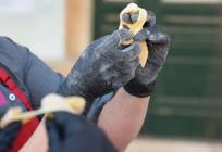 Pred nama je drugo izdanje SlatCroFesta by Slatkopedija: Split na 3 dana postaje slatka hrvatska prijestolnica