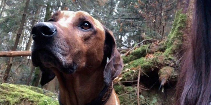 IZGUBLJEN PAS Jeste li vidjeli Louisa?