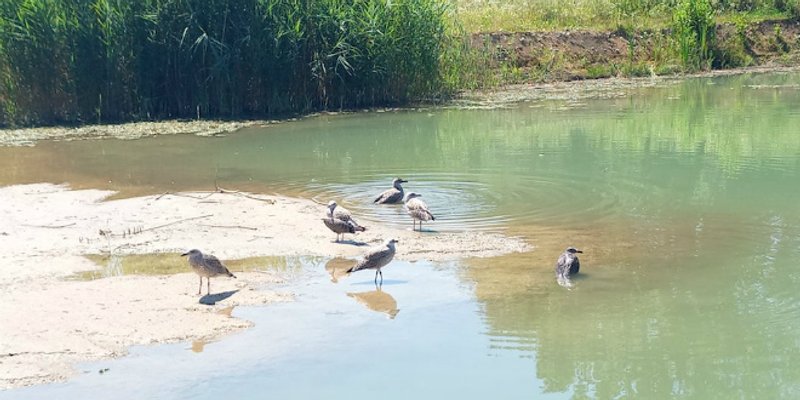 Jedinom oporavilištu za galebove prijeti zatvaranje, Ornitološki laboratorij treba pomoć